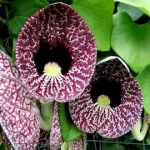 Aristolochia macrophylla