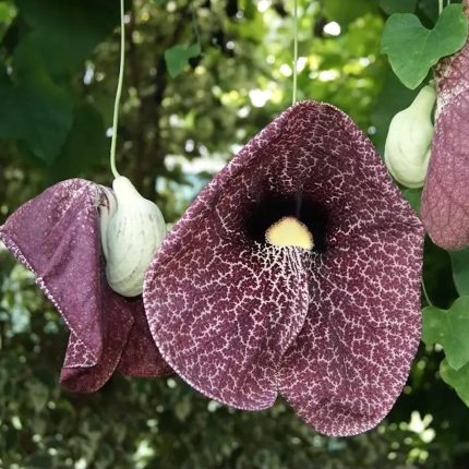 Aristolochia macrophylla