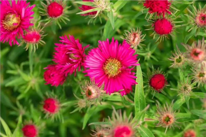 Aster  'Andenken an Alma Potschke'-2L-livrarea din aprilie - imagine 3