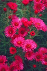 Aster 'Andenken an Alma Potschke'