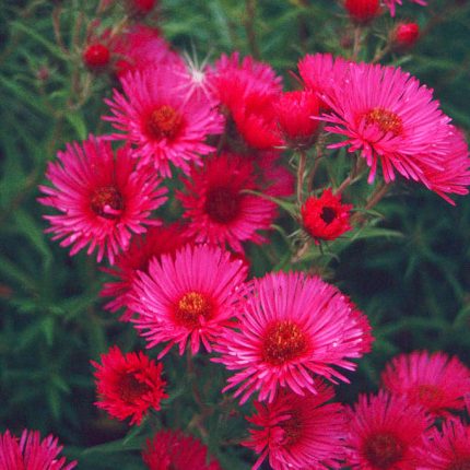 Aster 'Andenken an Alma Potschke'