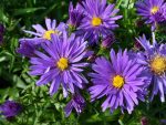 Aster'Blaue Lagune'