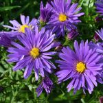 Aster'Blaue Lagune'