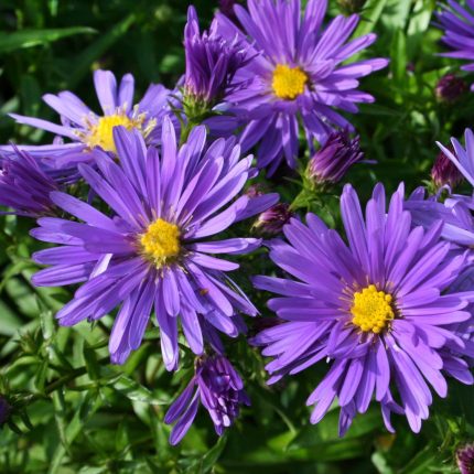 Aster'Blaue Lagune'