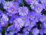 Aster'Blaue Lagune'