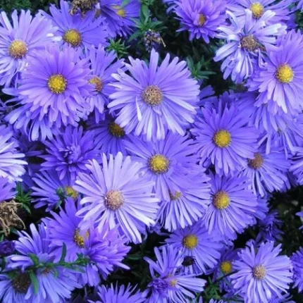Aster'Blaue Lagune'