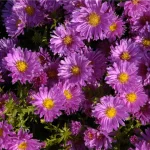 Aster 'Herbstgruss vom Bresserhof'