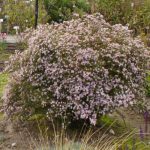 Aster 'Pink Cloud'
