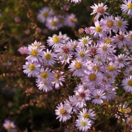 Aster 'Pink Cloud'