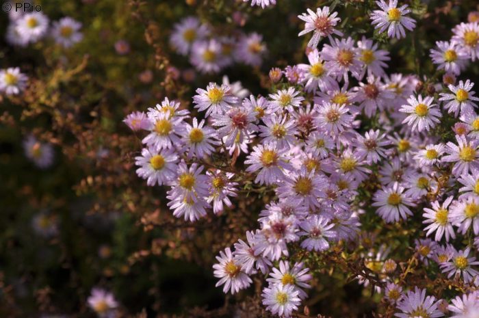 Aster 'Pink Cloud'