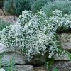 Aster Snow Flurry'