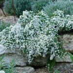 Aster Snow Flurry'