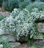 Aster Snow Flurry'