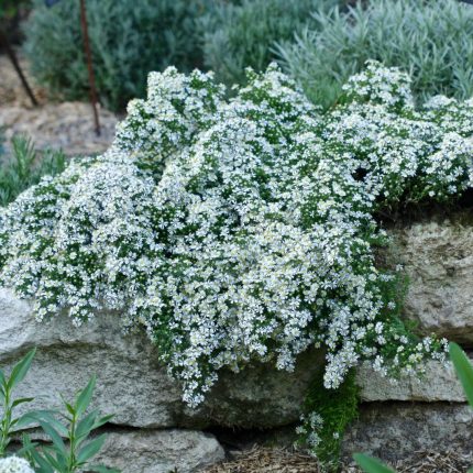 Aster Snow Flurry'