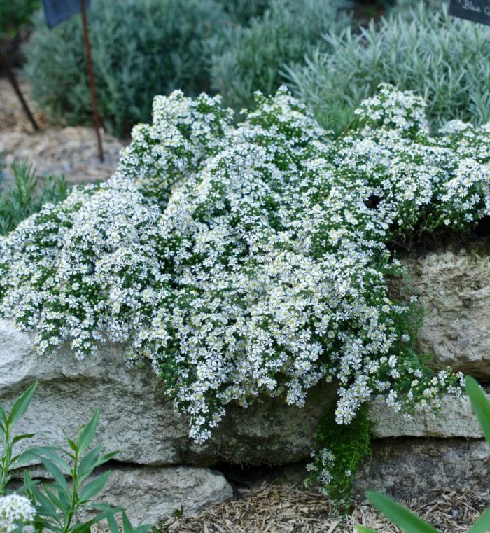 Aster Snow Flurry'
