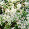 Aster Snow Flurry'