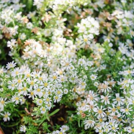 Aster Snow Flurry'