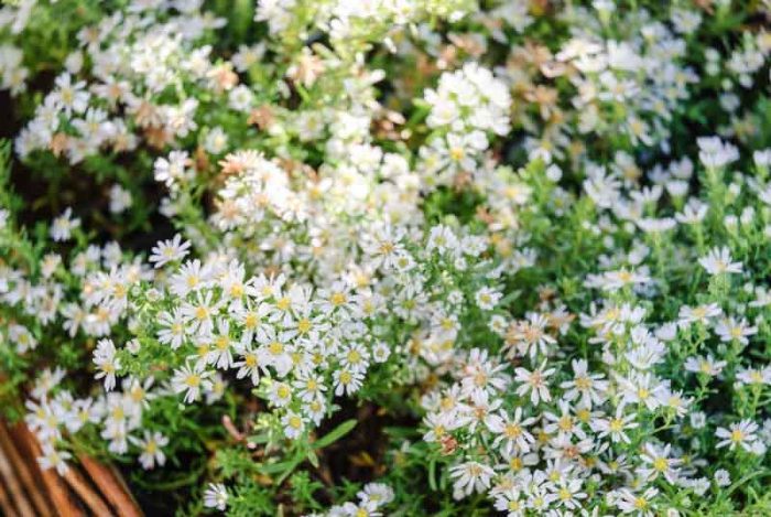 Aster Snow Flurry'