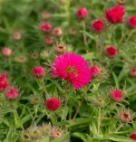 Aster 'Andenken an Alma Potschke'