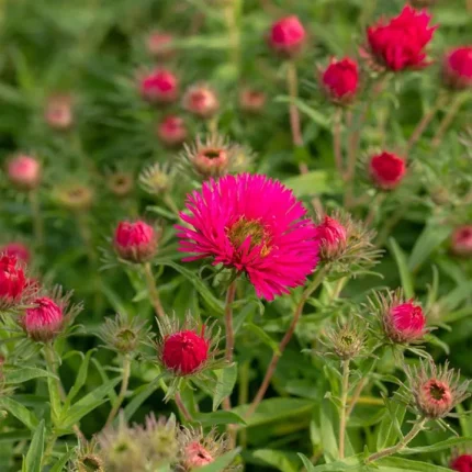 Aster 'Andenken an Alma Potschke'