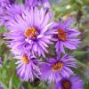 Aster 'Purple Dome'