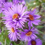 Aster 'Purple Dome'