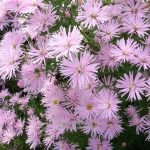 Aster 'Rosenquarz'