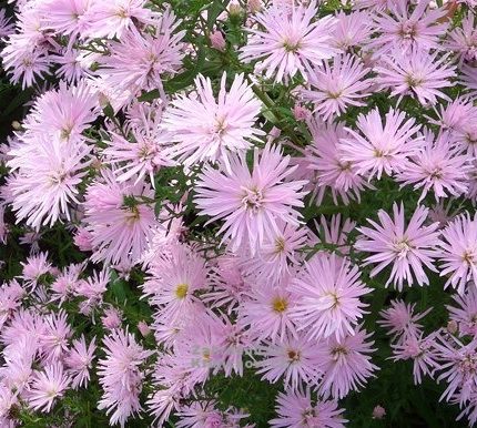 Aster 'Rosenquarz'