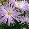Aster 'Rosenquarz'