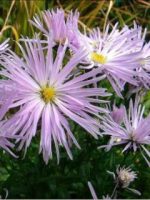 Aster 'Rosenquarz'