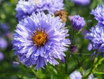 Aster 'Marie Ballard'