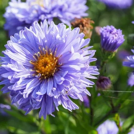 Aster 'Marie Ballard'
