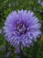Aster 'Marie Ballard'-2L-livrarea din aprilie - imagine 2