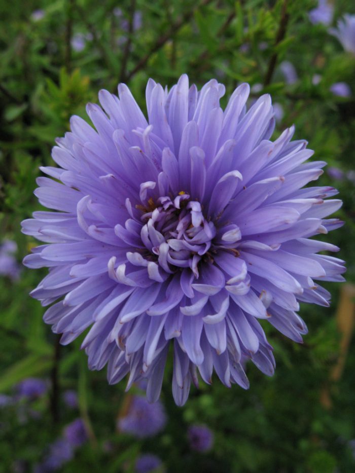 Aster 'Marie Ballard'-2L-livrarea din aprilie - imagine 2