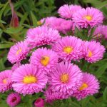 Aster 'Patricia Ballard'