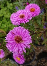 Aster 'Patricia Ballard'