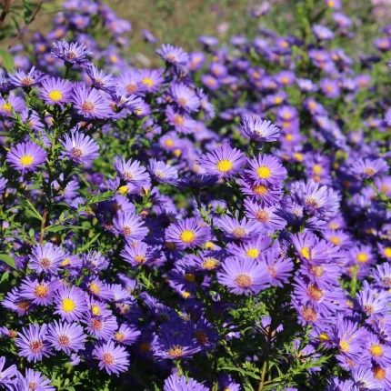 Aster 'Schöne von Dietlikon'