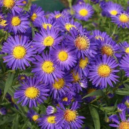 Aster 'Schöne von Dietlikon'