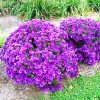 Aster 'Purple Dome'