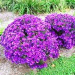 Aster 'Purple Dome'