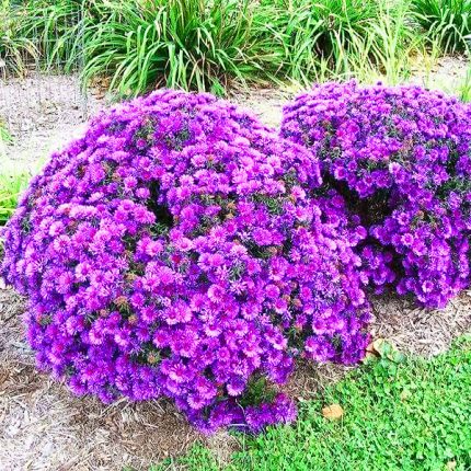 Aster 'Purple Dome'