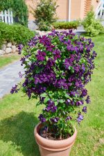 Clematita Ayako Victorian