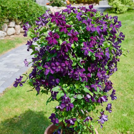 Clematita Ayako Victorian