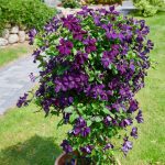 Clematita Ayako Victorian -ghivece de 12 cm Ø