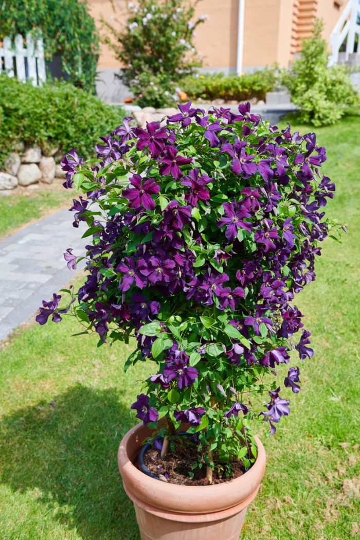 Clematita Ayako Victorian