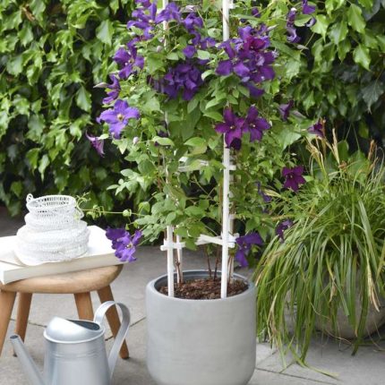 Clematita Ayako Victorian