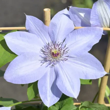 Clematita Bernadine Boulevard