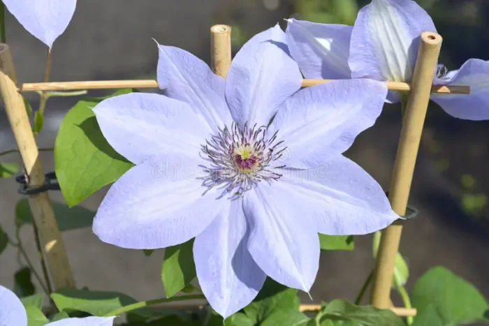 Clematita Bernadine Boulevard