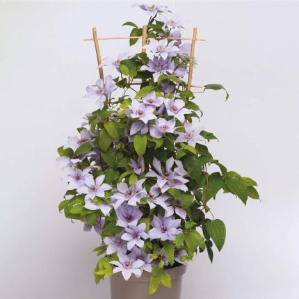 Clematita Bernadine Boulevard