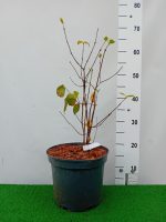 Calycanthus Fertilis-5L - imagine 3
